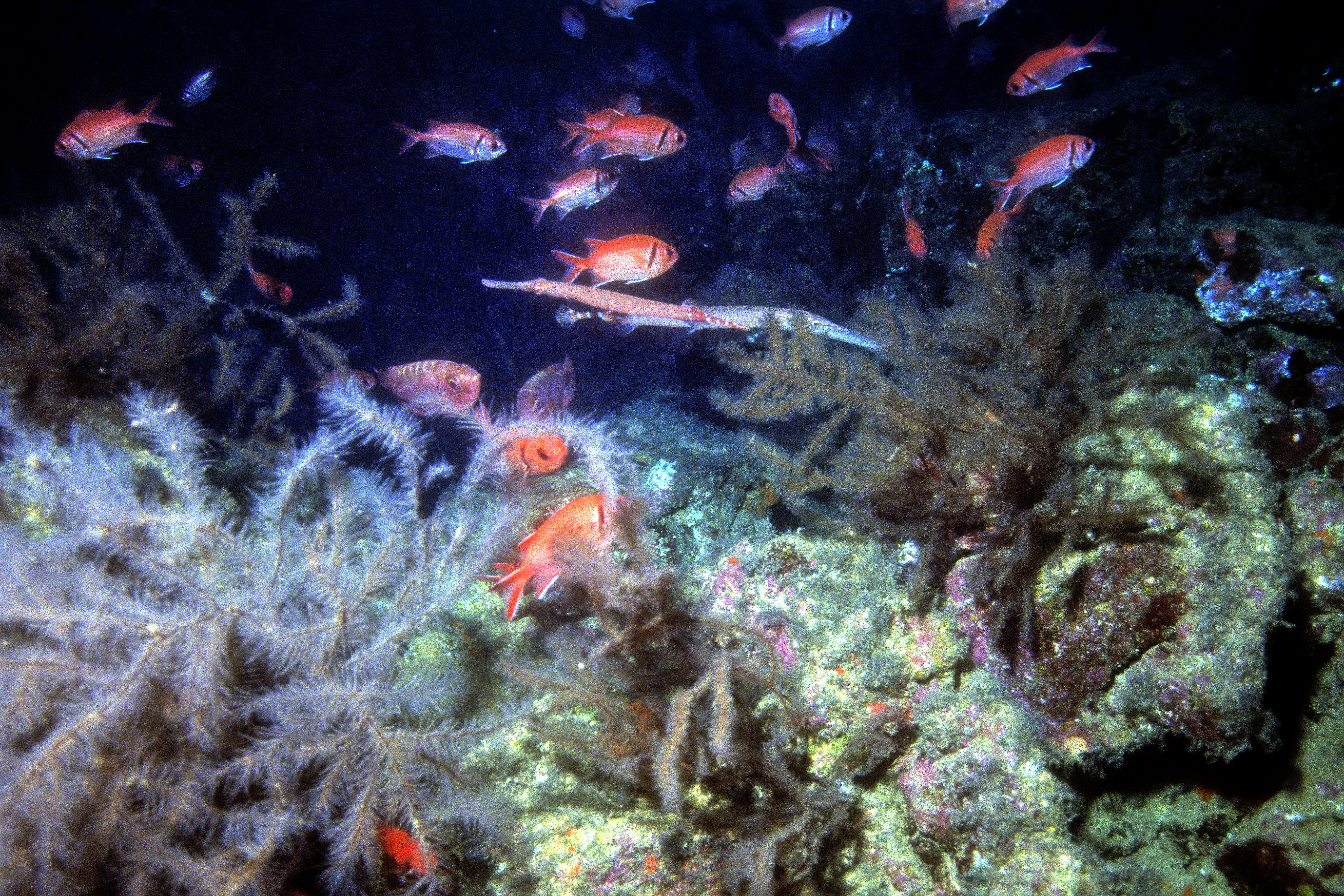 Trumpetfish On Black Coral Cave 