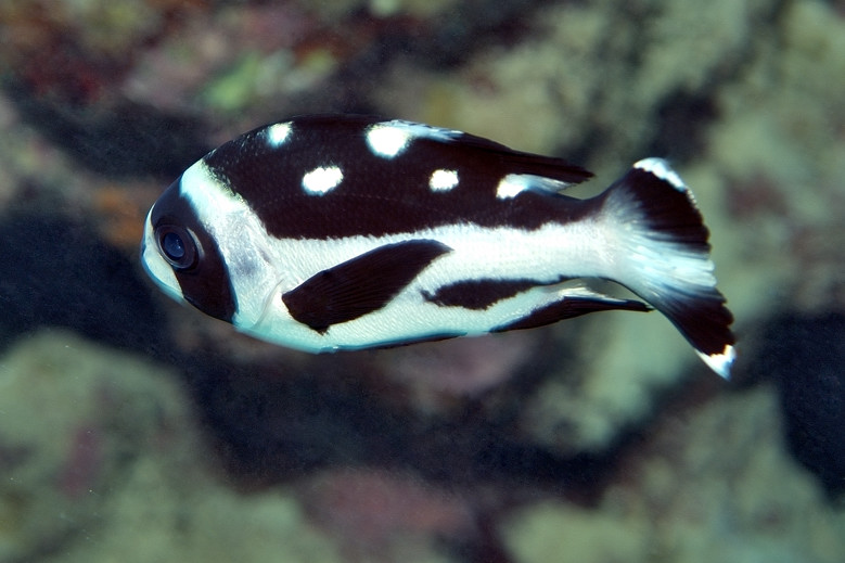 Black Snapper (juvenile) (Macolor niger)