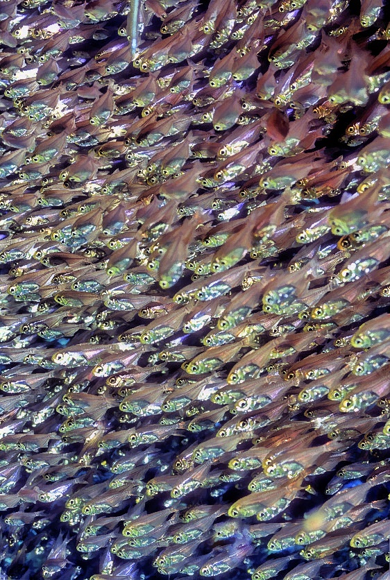 Fish, Fish & Fish!