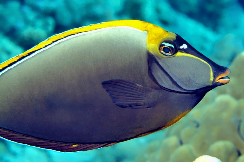 Unicornfish  Naso elegans, Close 