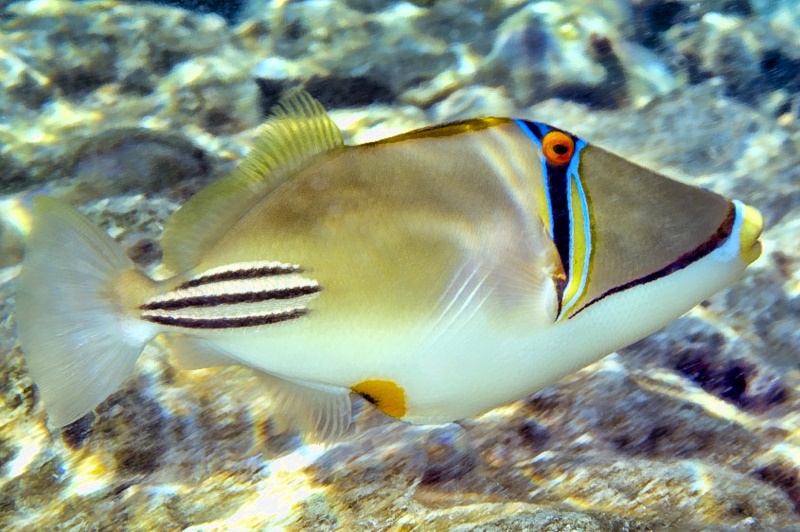 Picasso Triggerfish