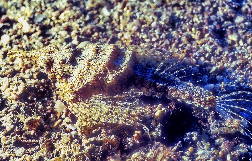 Pegasus Seahorse