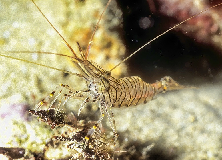 Transparent Shrimp 