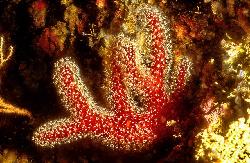 Ocean Finger