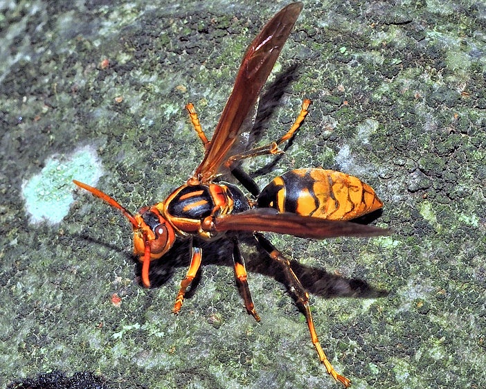 Return Of the Hornet
