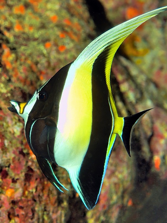 Moorish Idol 