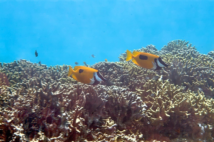 Rabbitfish and Coral Reef  