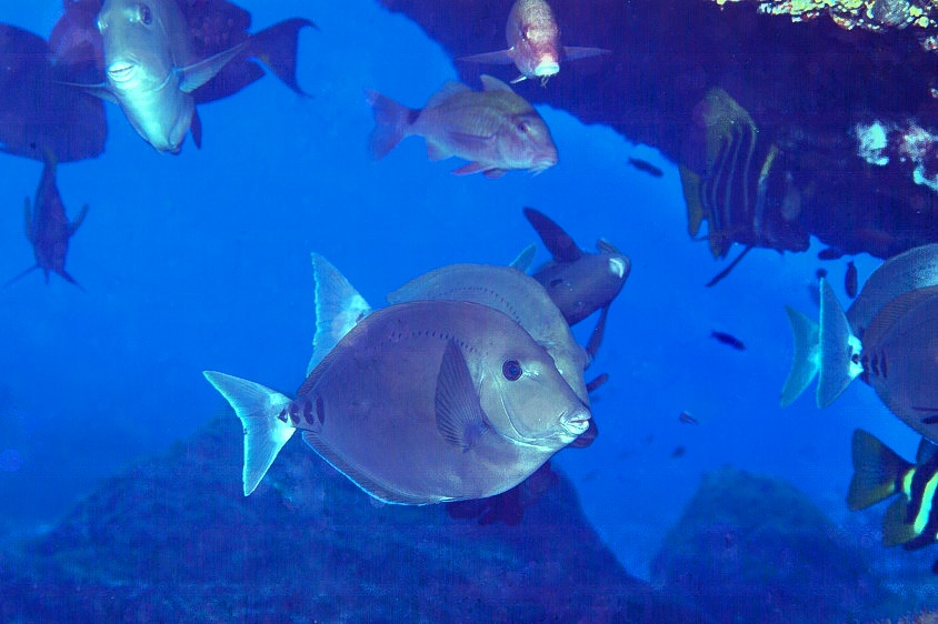Cave of Fish