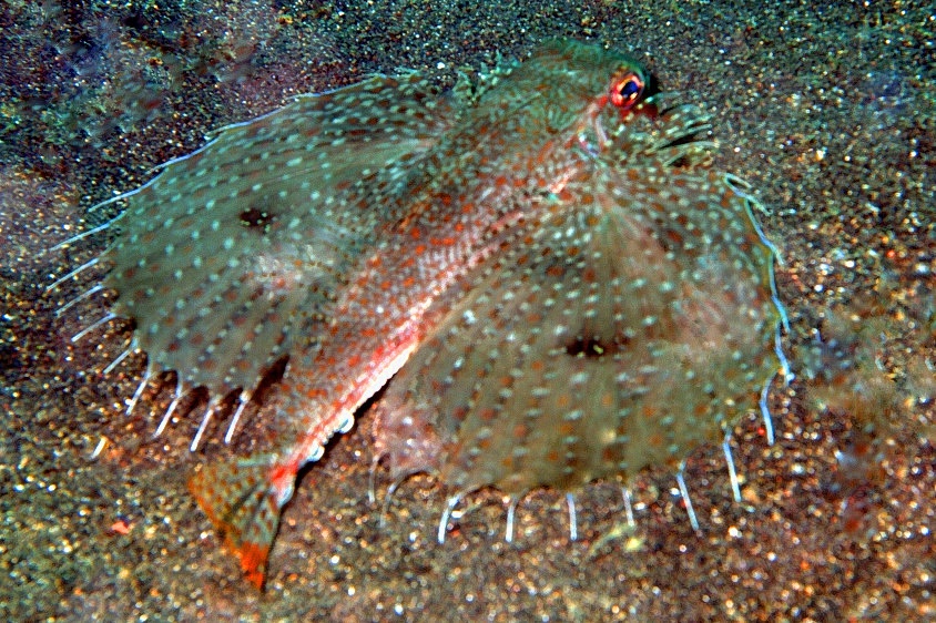 Oriental Flying Gurnard Dactyloptena orientalis  