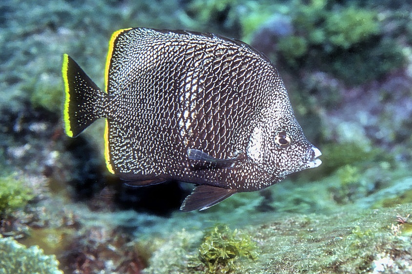 Wrought Iron Butterflyfish (Chaetodon daedalma) on Film