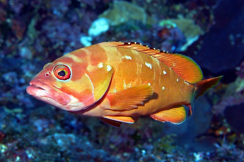 Grouper Epinephelus fasciatus
