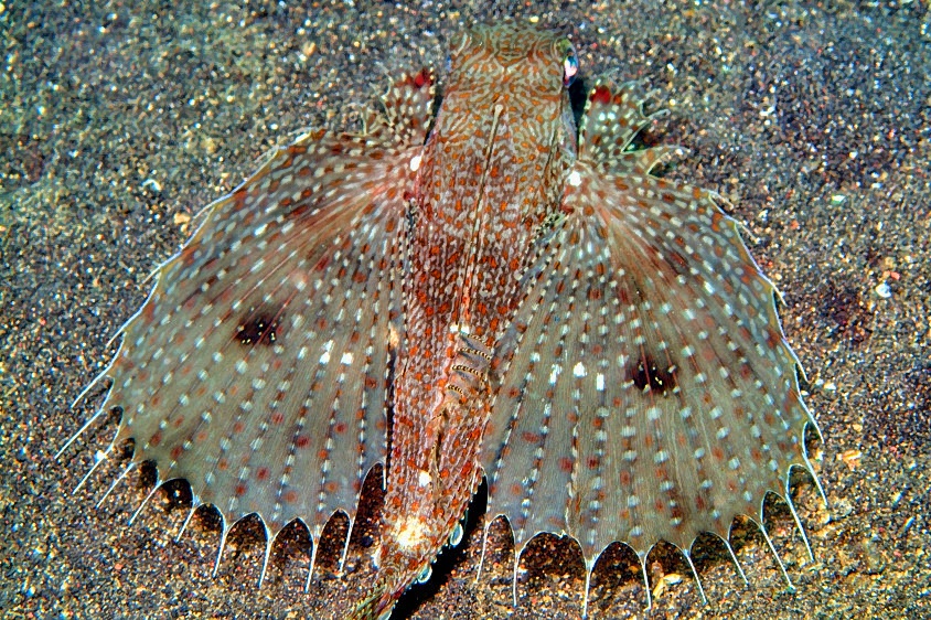 Oriental Flying Gurnard Dactyloptena orientalis  From Behind