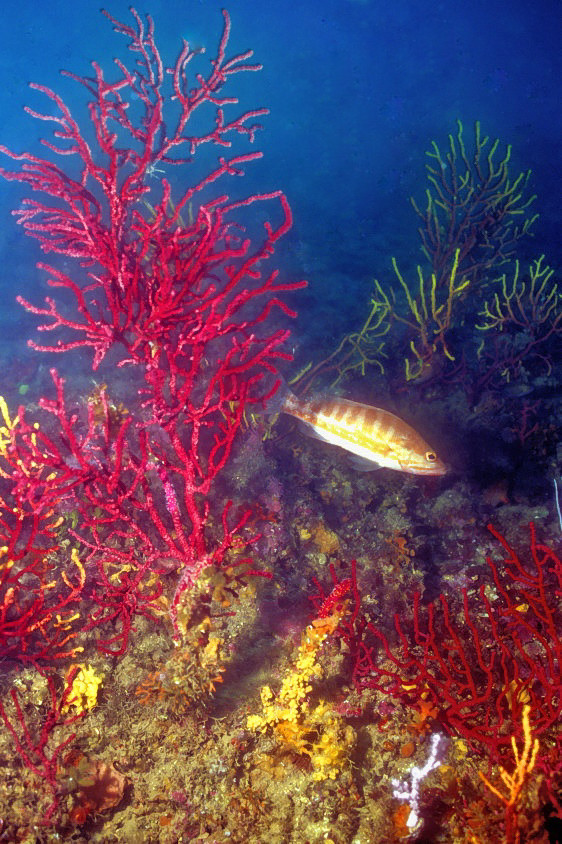 Grouper Red Fans 