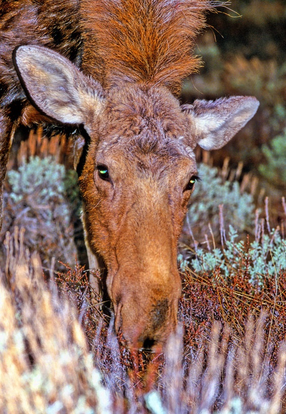 Moose Drinking