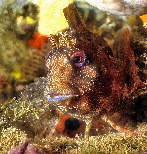 Blenny 