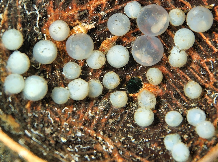 Flamboyant Cuttlefish Eggs Inside Coconut Shell 