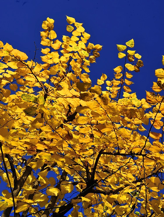 The Last Yellows