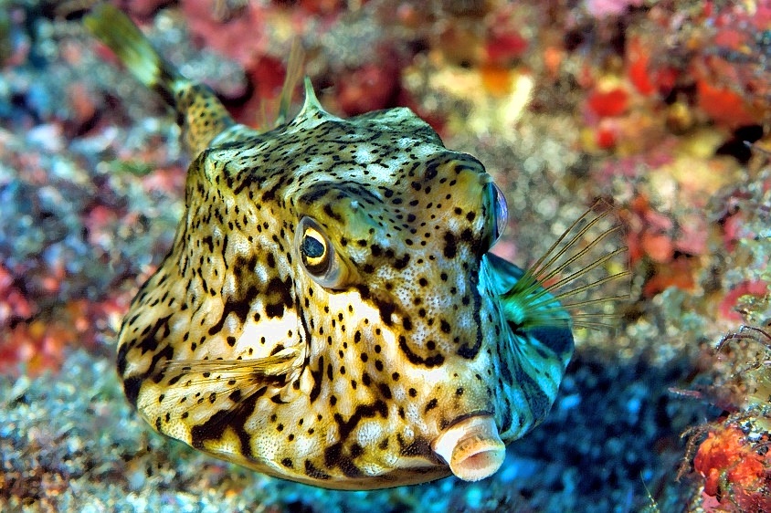 Horned Boxfish, Lactoria cornuta Frontal Portrait 