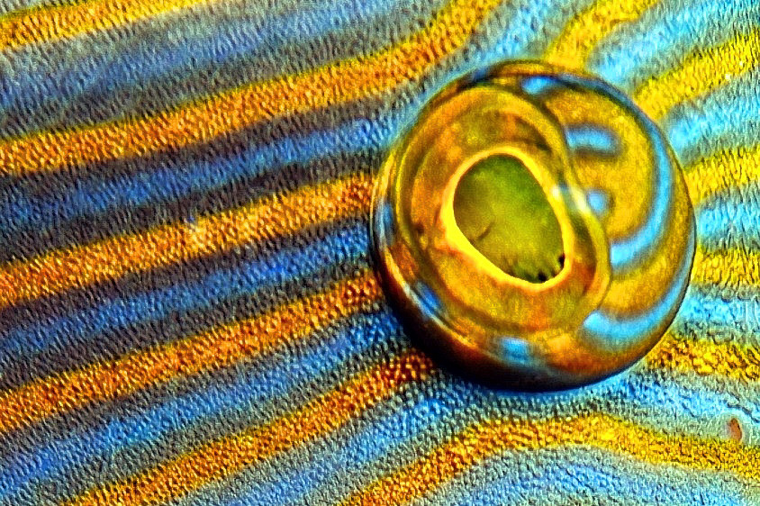 Triggerfish Eye 