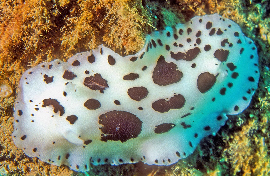 Cow Like Nudi