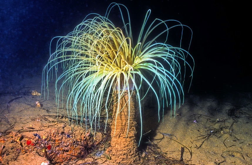 Cerianthus or Tube Anemone 