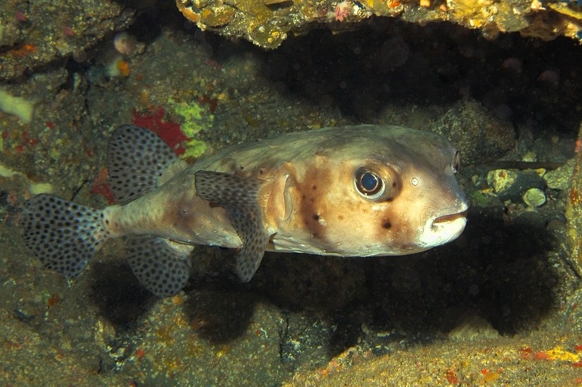 Porcupinefish Hidding in a Cave