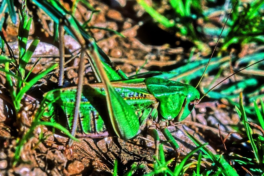 Green, As The Grass