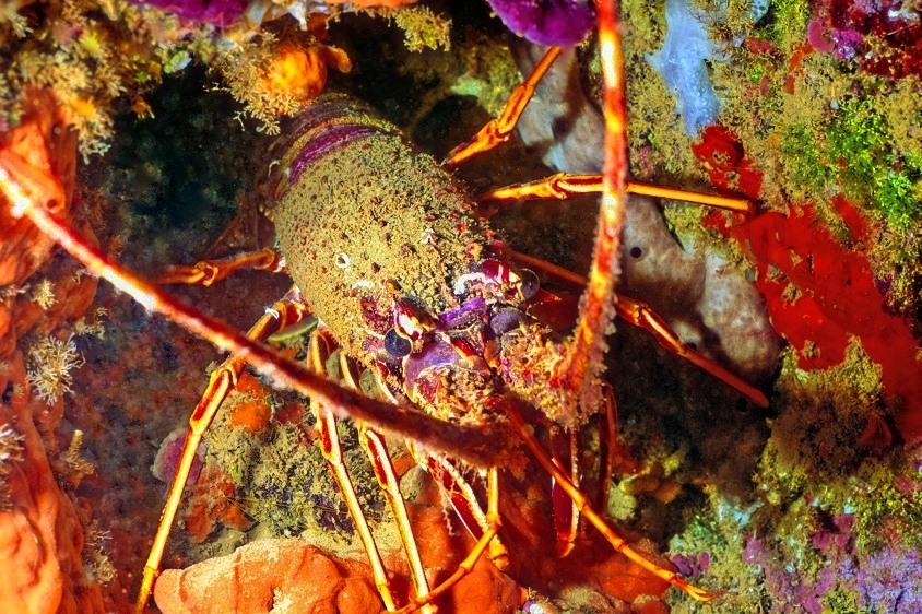 Lobster Outside Hole 