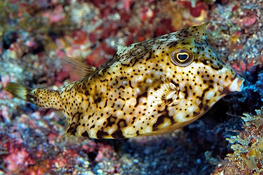 Horned Boxfish, Lactoria cornuta 