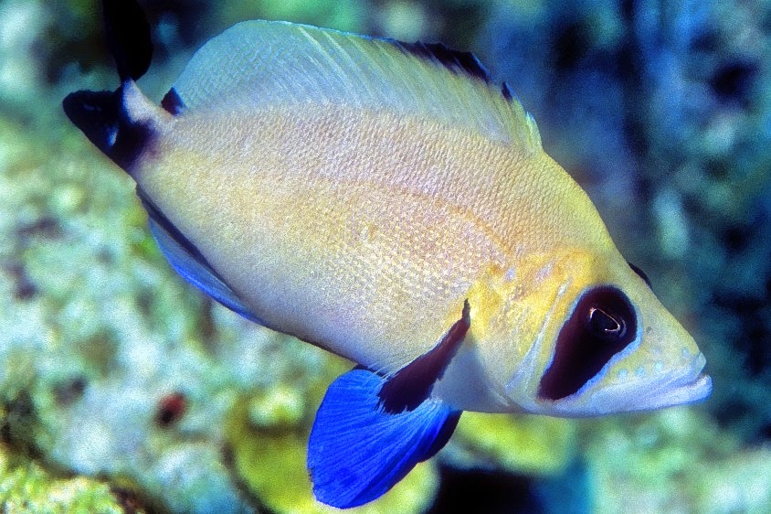 Masked Hamlet, Hypoplectrus providencianus, Close