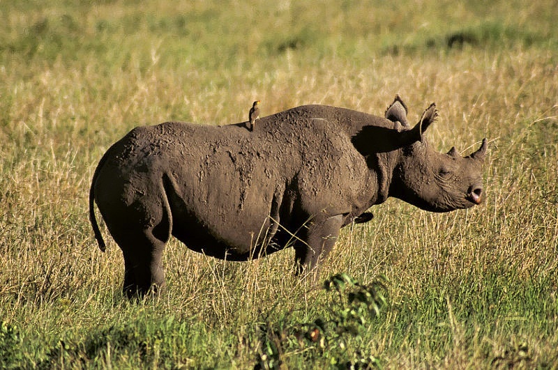 Black Rhino -  Diceros bicornis,