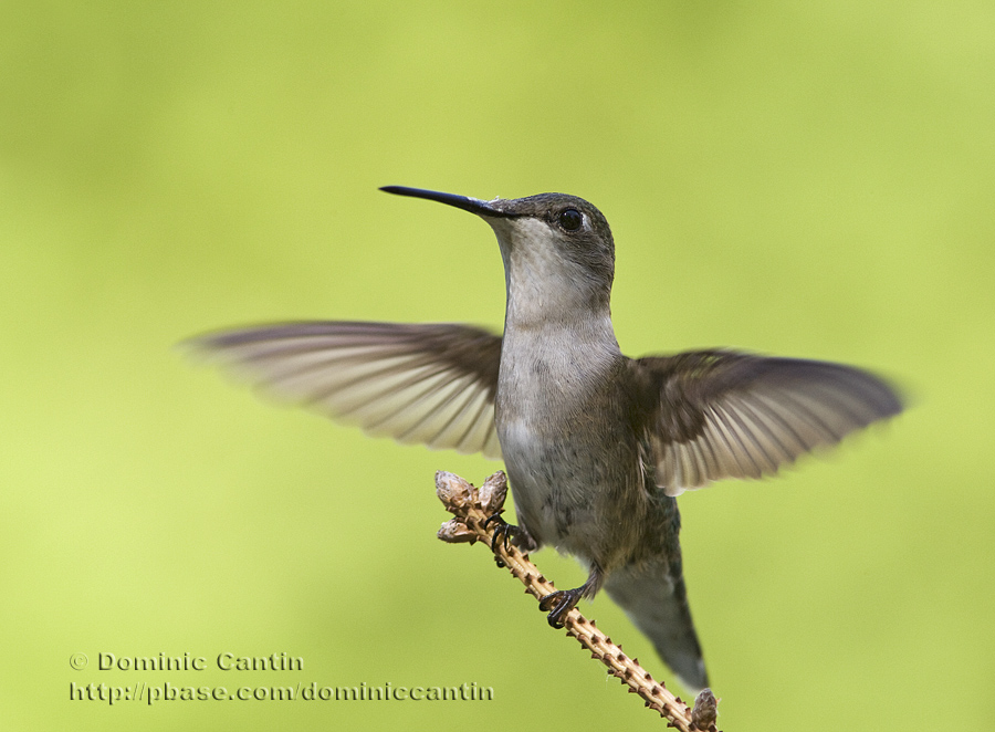 Colibri  Gorge Rubis (f) / Ruby-throated Hummingbird (f)