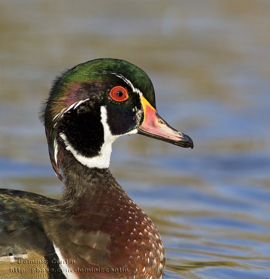 Canard branchu (m) / Wood Duck (m)