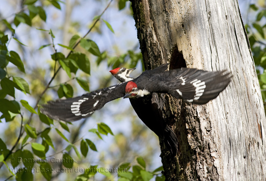 Grand Pic / Pileated Woodpecker