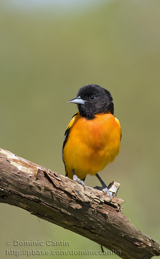 Oriole de Baltimore / Baltimore Oriole