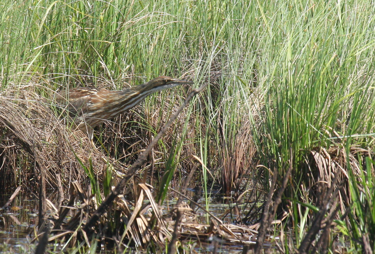 American Bittern