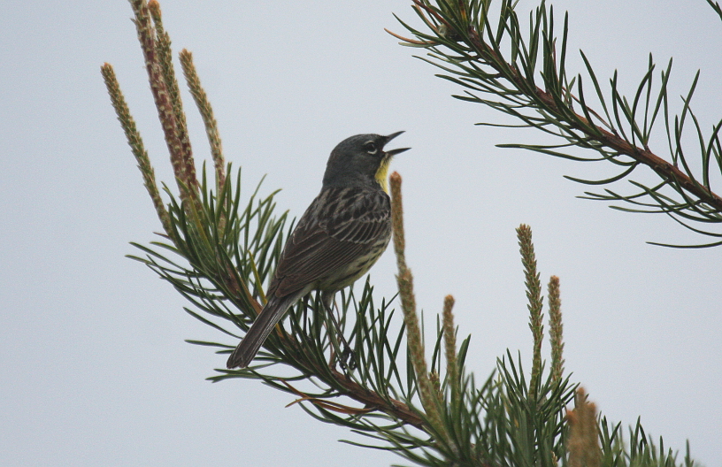 Kirtlands Warbler