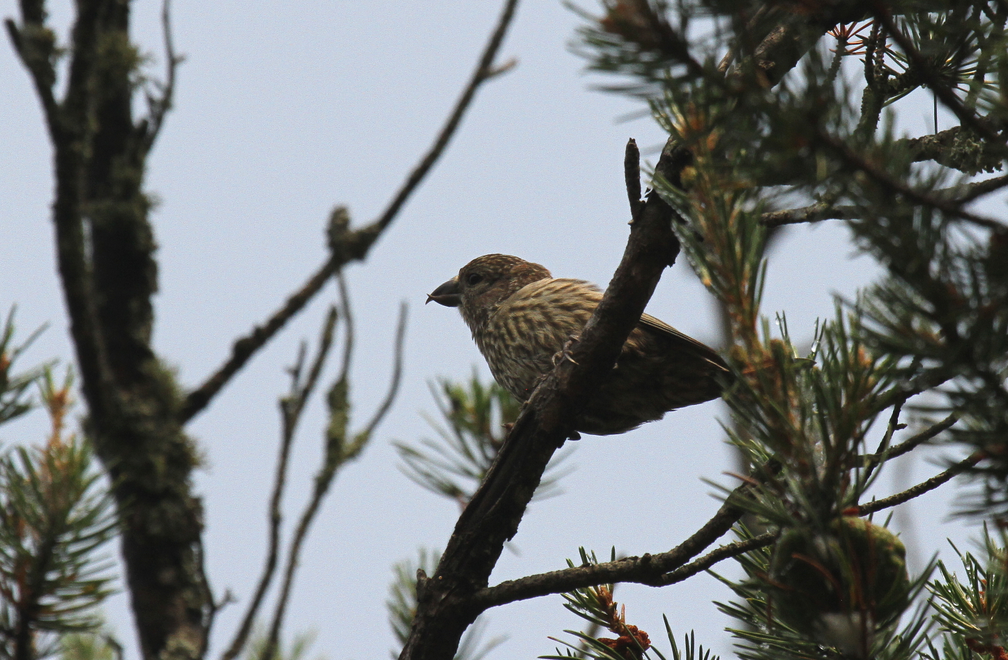 Red Crossbill FL (Recently fledged young)