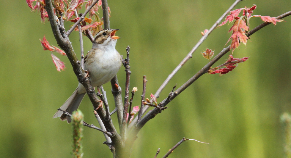 Clay-colored Sparrow (Singing in suitable habitat)