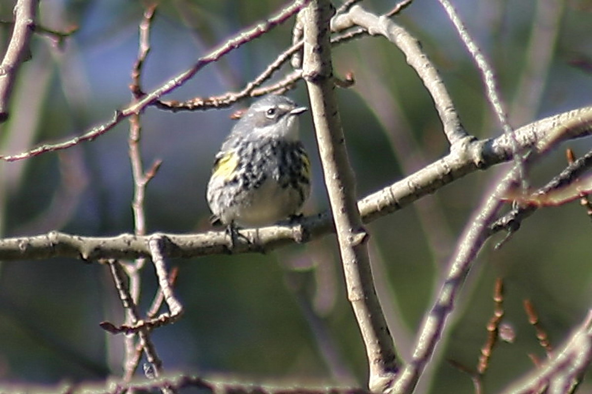 655_yellow_rumped_warbler.jpg