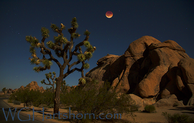 Joshua Tree