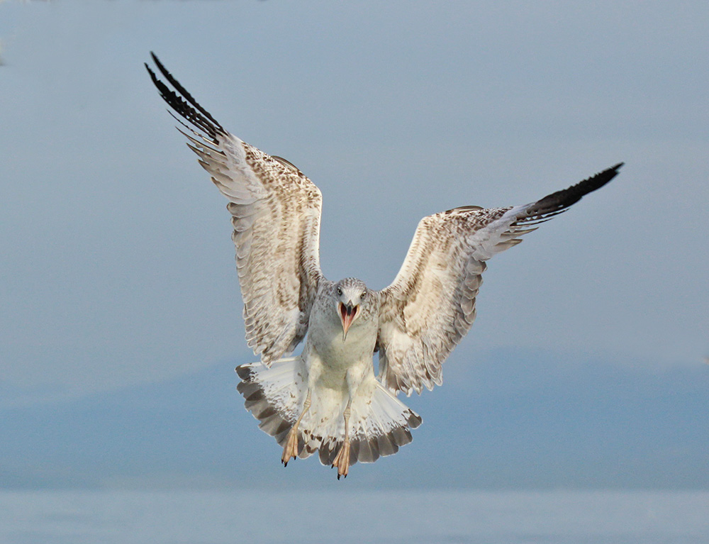 Gabbiano Reale- Yellow legged Gull