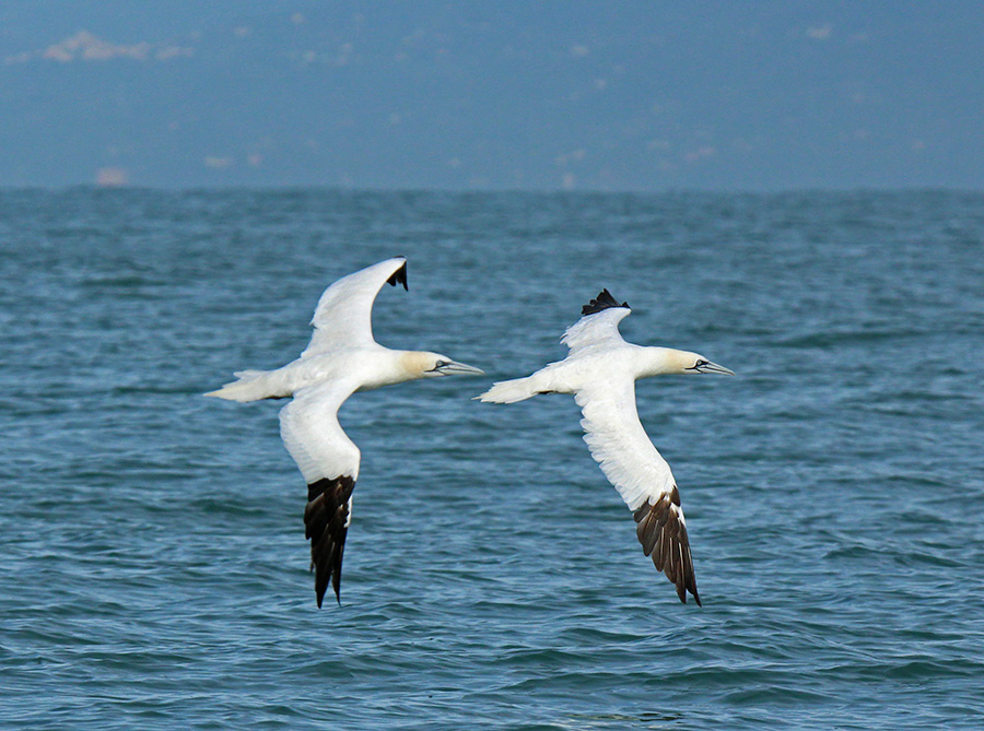 Sula  - Gannet 