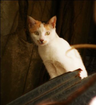 o9/51/793151/1/152950155.z8xTIB6M.catweb.jpg