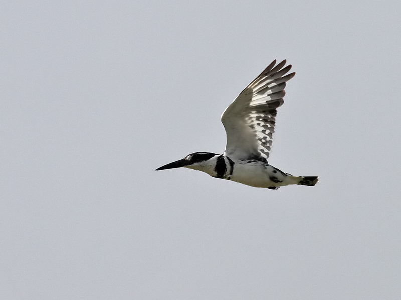 Grfiskare <br> Pied Kingfisher<br> Ceryle rudis