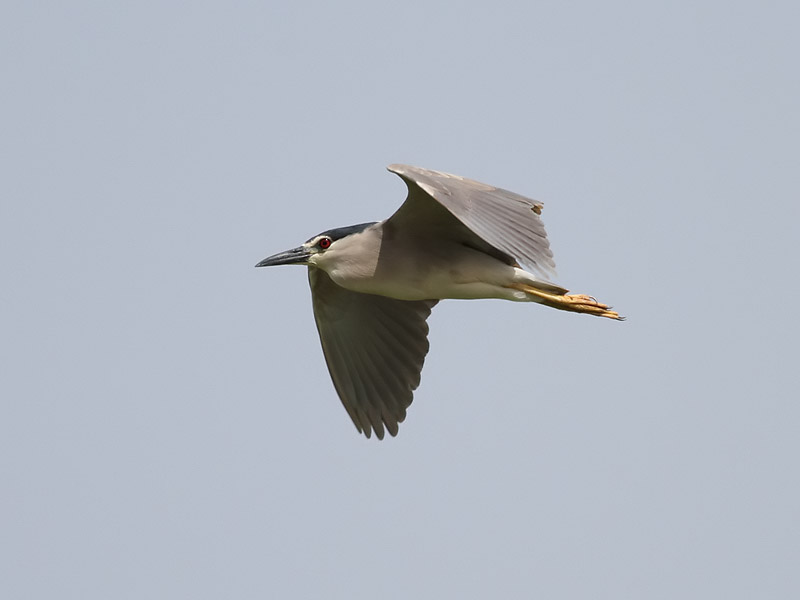 Natthger <br> Black-crowned Nigh Heron <br> Nycticorax nycticorax