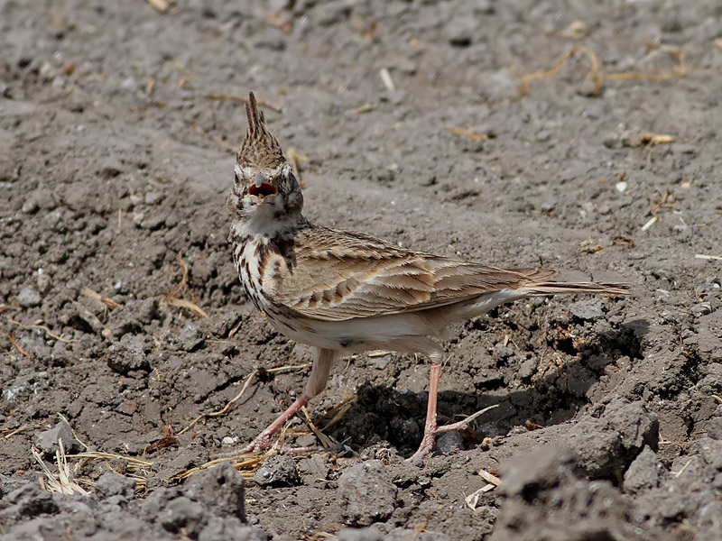 Tofslrka <br> Crested Lark<br> Galerida cristata