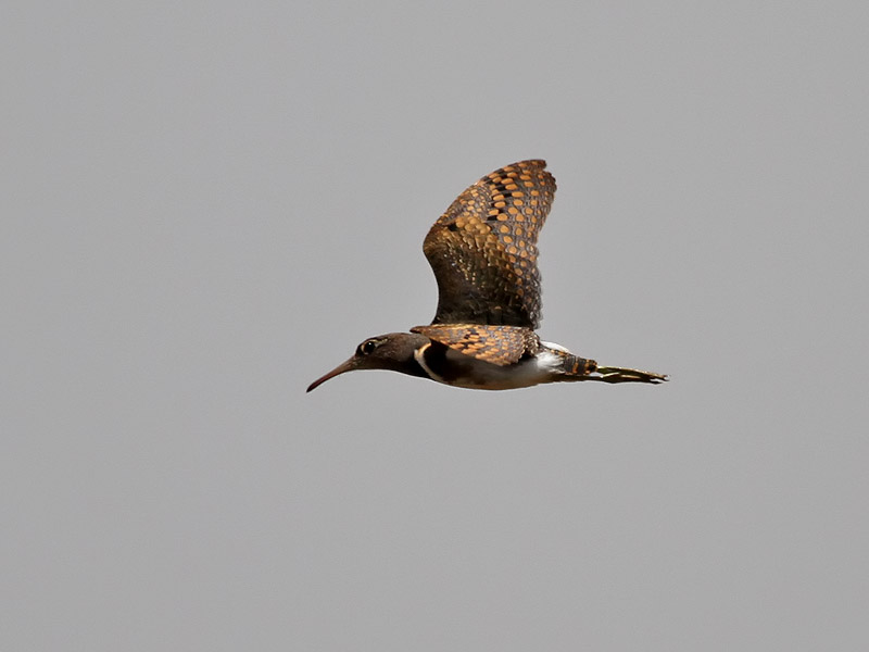 Rallbeckasin <br> Greater Painted Snipe <br> Rostratula benghalensis