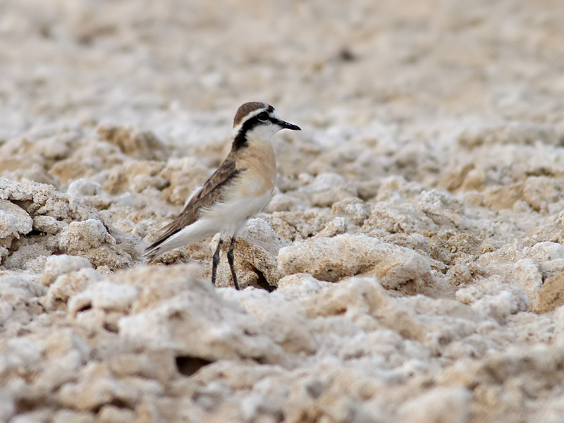 Kittlitzpipare <br>  Kittlitzs Plover <br> Charadrius pecuarius