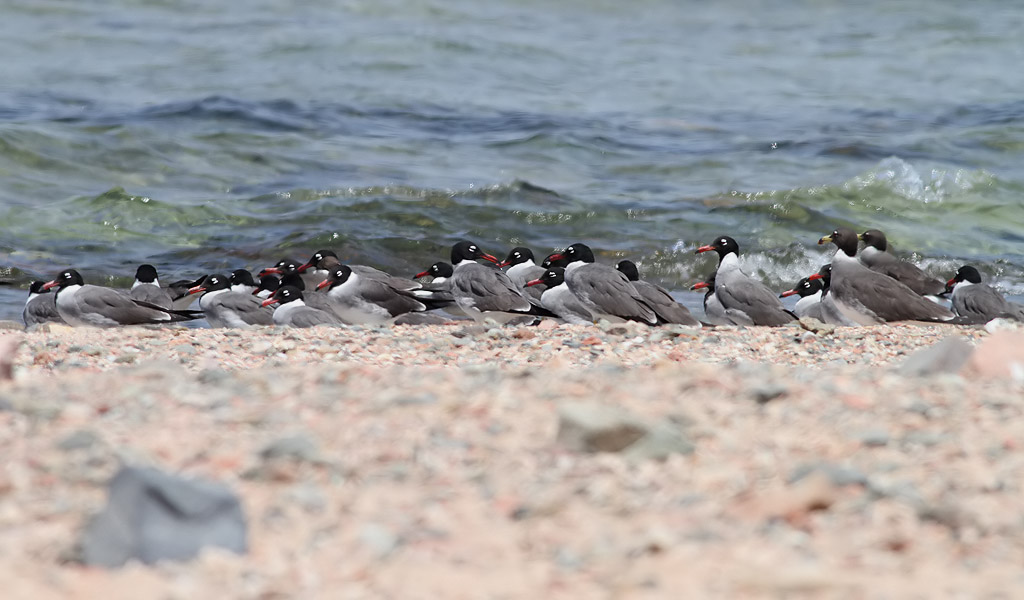 Vitgd ms <br> White-eyed Gull<br> Ichthyaetus leucophthalmus